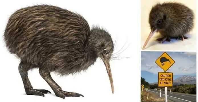 kiwi obrazok-1